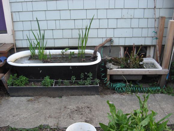 龟缸沼泽过滤系统视频,龟池沼泽过滤