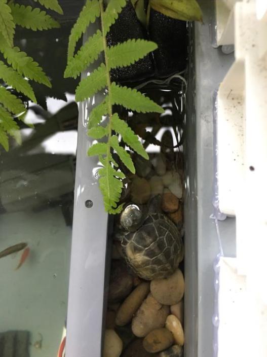 「龟龟环境篇」沼泽过滤(bogfilter):一种原生态水处理技术