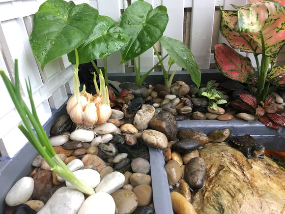 龟缸沼泽过滤系统视频,龟池沼泽过滤