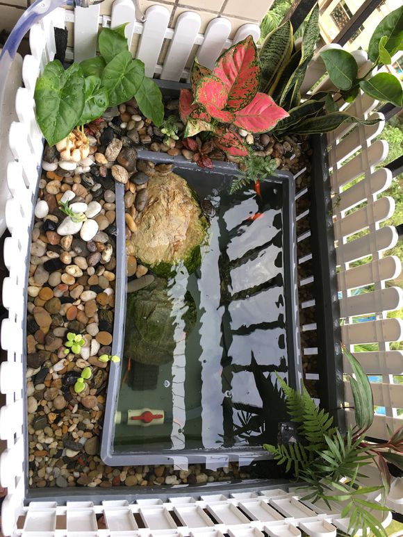 「龟龟环境篇」沼泽过滤(bogfilter):一种原生态水处理技术