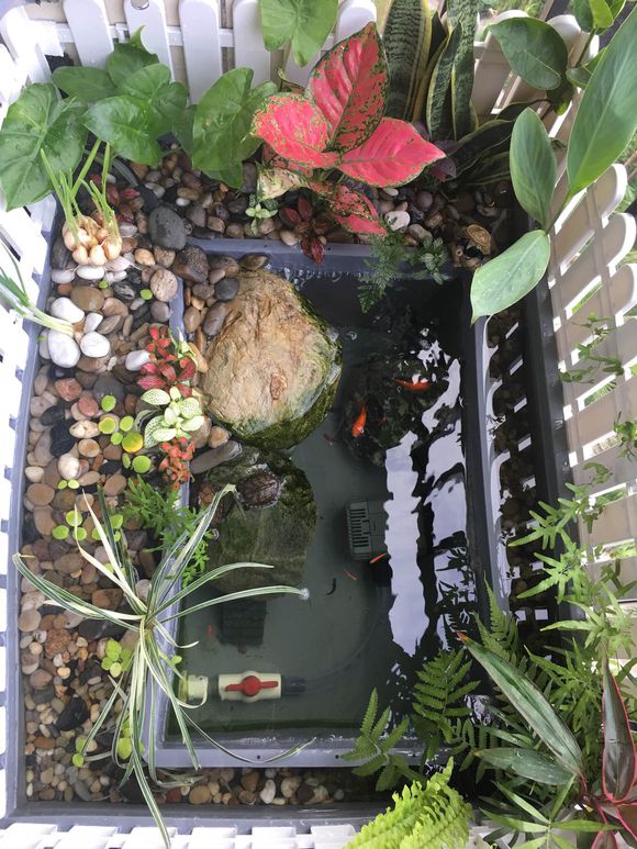 龟缸沼泽过滤系统视频,龟池沼泽过滤