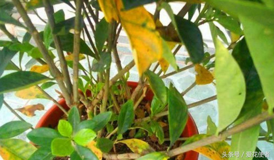栀子花的叶片发黄需要人工剪掉吗,栀子花大面积叶片发黄是怎么回事