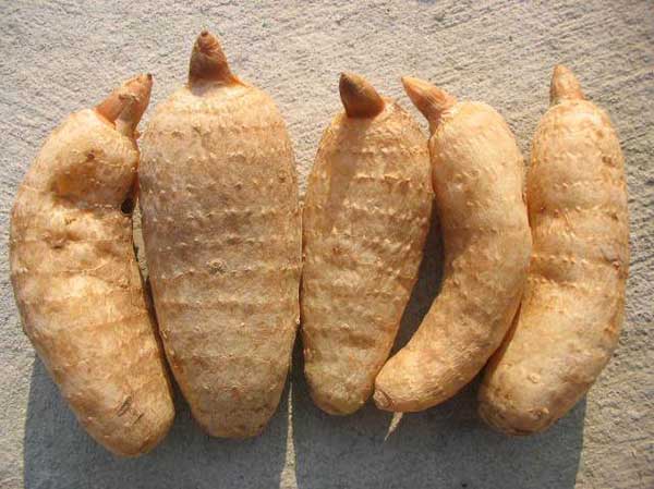 天麻产地批发价格,贵州野生天麻产地