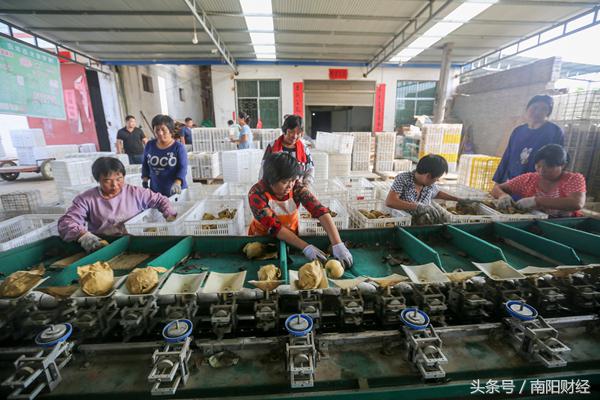 方城黄金梨什么时间成熟,方城黄金梨