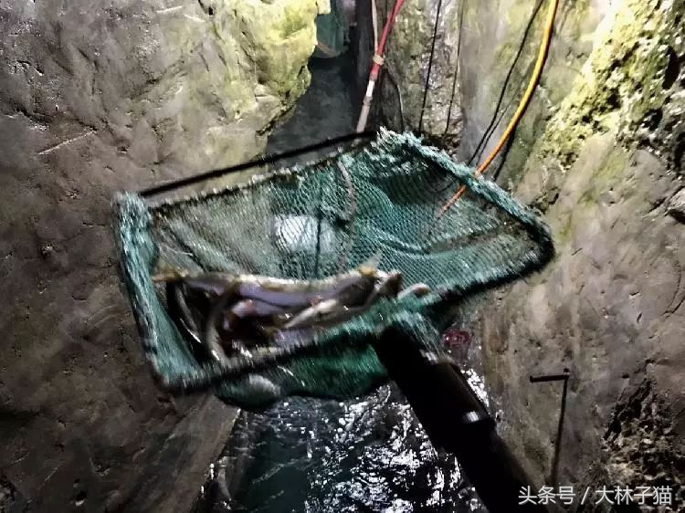 梦见树下挖到宝贝,梦见自己从老宅挖出了宝贝