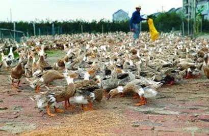 30天肉鸭趴着死怎么回事,肉鸭趴着死和蹬腿死有什么区别