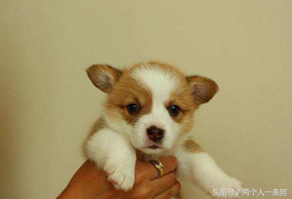 养宠小知识6个月柯基掉毛怎么办,掌握以下六要素养出健康的柯基犬