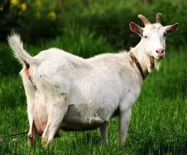 山羊产后瘫怎么治疗,山羊产后流脓用什么药