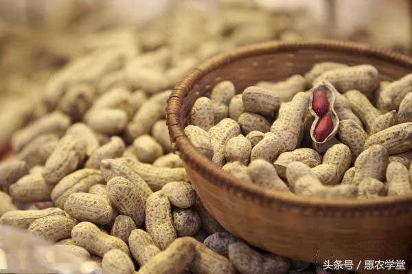 花生红蜘蛛防治,花生褐斑病药剂防治