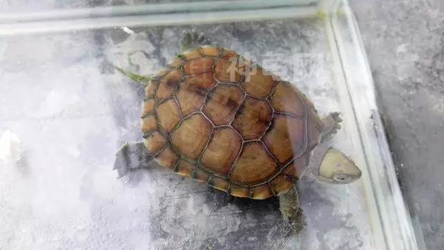 北石龟大青小青区别,鉴别北石大青头与小青头的区别