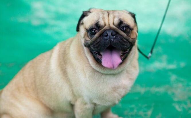 如何饲养巴哥犬5大禁忌绝不能犯,巴哥犬为什么禁养