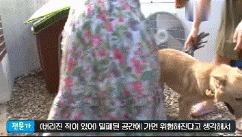 流浪狗收养后如何训练,收养流浪狗怎么训练