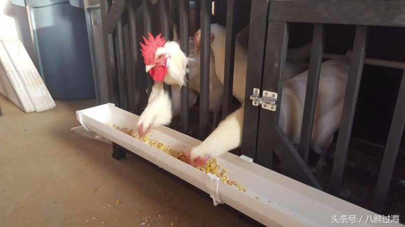 布雷斯鸡有多厉害,布雷斯鸡是什么鸡