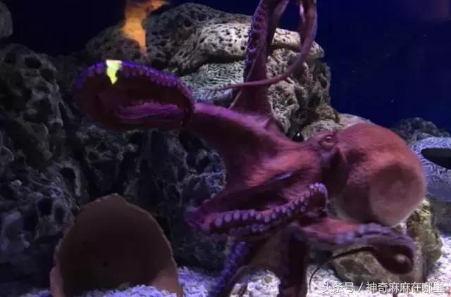 珠海长隆旅游攻略3天自由行,亲子游珠海长隆一日游攻略