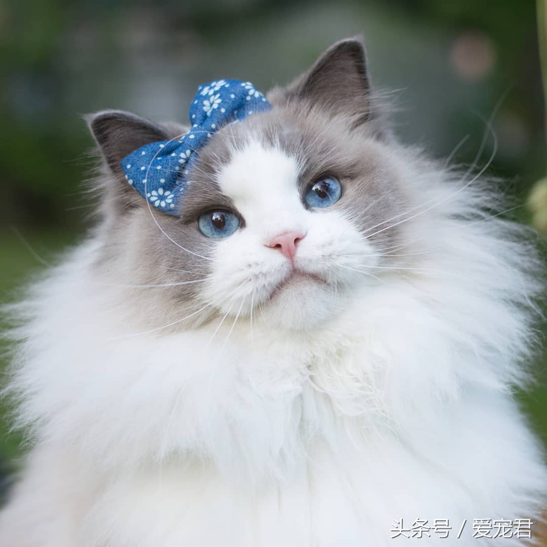 猫咪独自在家怎么避免孤独,猫咪经常在家会无聊吗