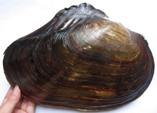 海边贝类种类,各种贝类的名称