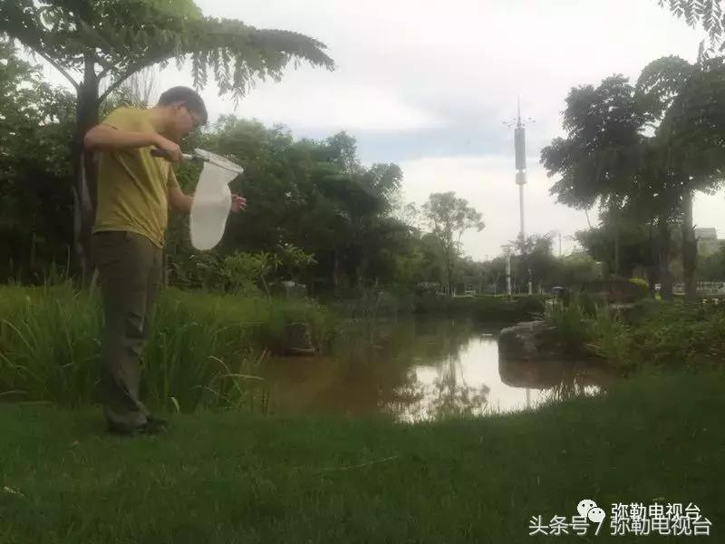 弥勒蚊虫消杀,弥勒病媒消杀