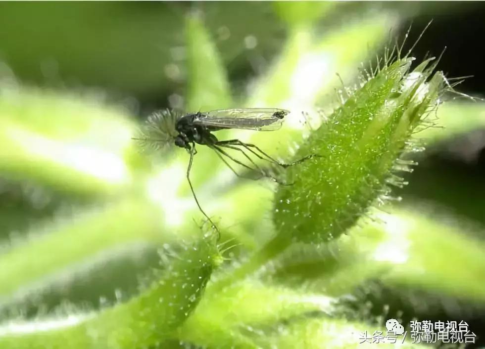 弥勒蚊虫消杀,弥勒病媒消杀