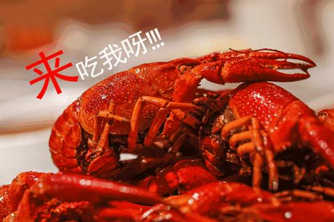 荷兰禁售活海鲜！龙虾螃蟹全冰冻，中国胃谁拯救？