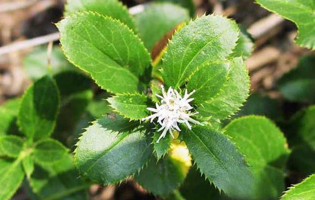 说文解字第25讲,说文解字第602课