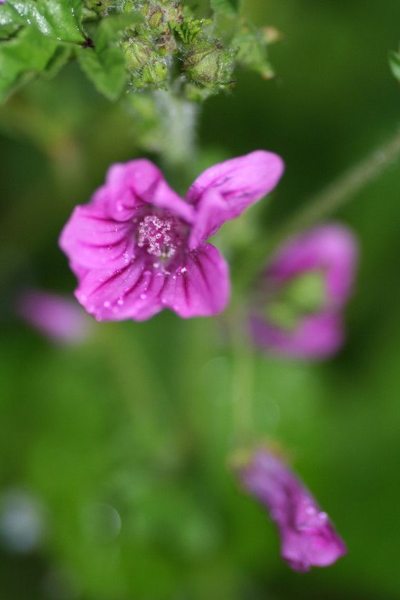 8月8日对应的花语,9月29日的生日花语是什么