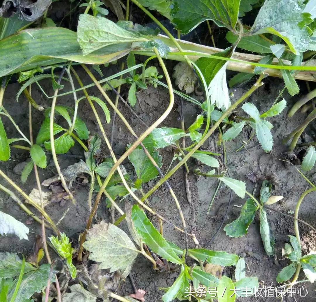 种草莓什么苗最好,种草莓是买种子好还是苗好