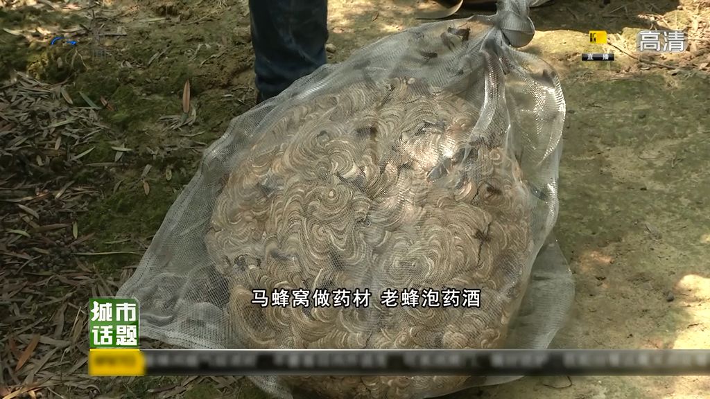 马蜂巢怎么处理,马蜂热门话题