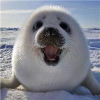 00后做厨师有前途吗,做厨师为什么工资那么低