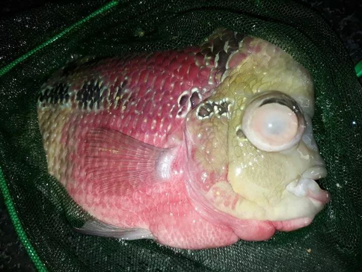 罗汉鱼不仅蒙眼,还凸出来了