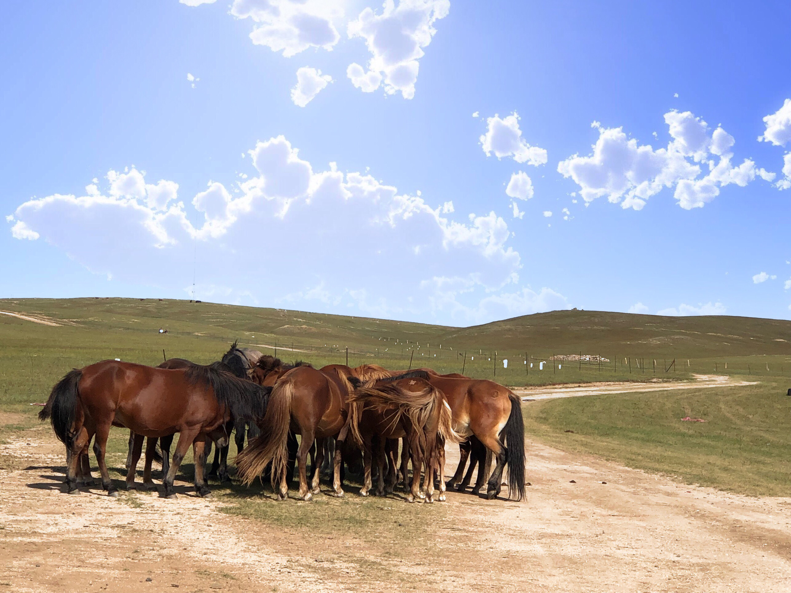 内蒙希拉穆仁草原好玩,包头希拉穆仁草原风景