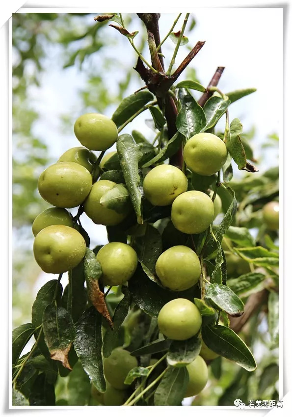 皮薄肉厚核小的新疆和田枣,皮薄肉厚的新疆大枣