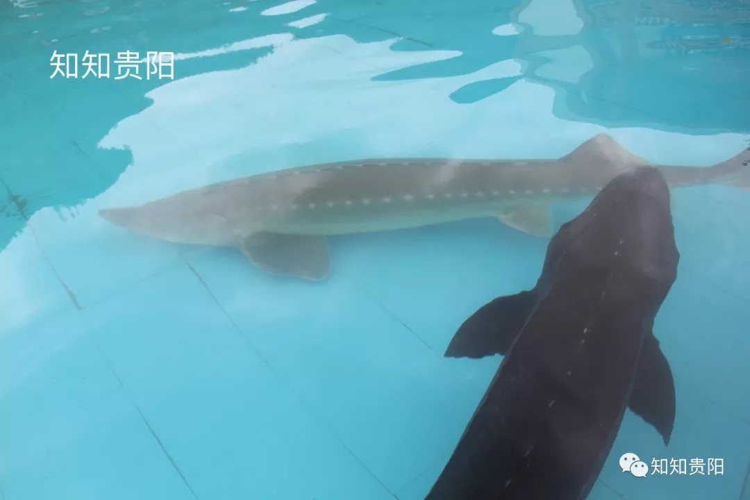 姊靛噣灞辩湅鍒版按涓椿鍖栫煶,鐭ョ煡璐靛窞