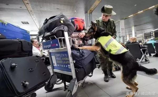 在外威风八面在家脾气全无,在外面有多威武在家就有多怂