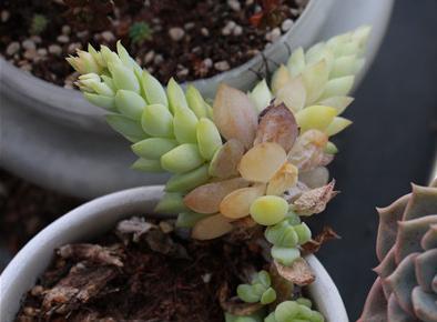 植物晒伤,植物晒伤了怎么补救