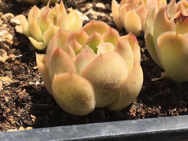 植物晒伤,植物晒伤了怎么补救