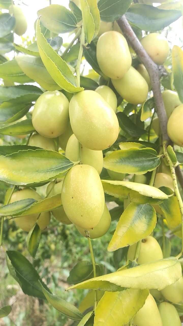 又是一年吃枣季节,又是一年槐花香美食