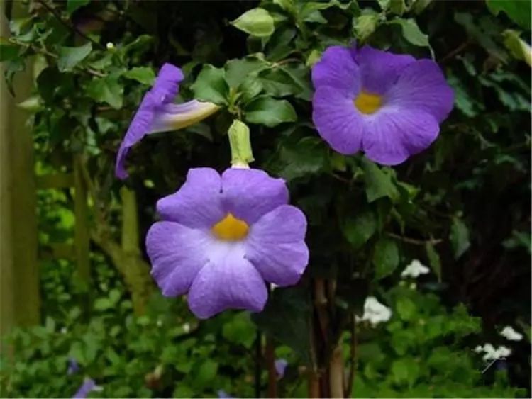 好种植的藤本植物,45种植物图片