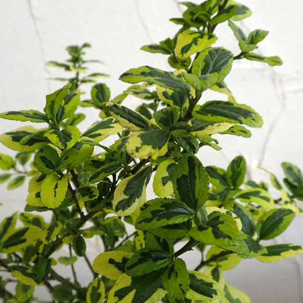 好种植的藤本植物,45种植物图片