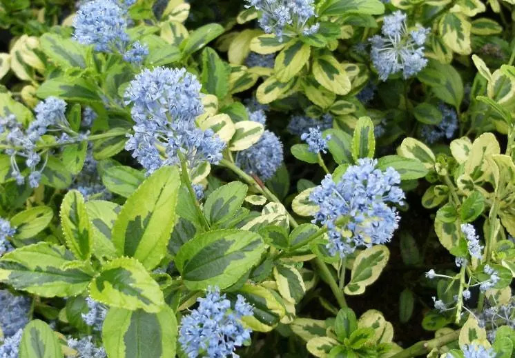 好种植的藤本植物,45种植物图片