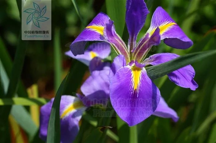 好种植的藤本植物,45种植物图片