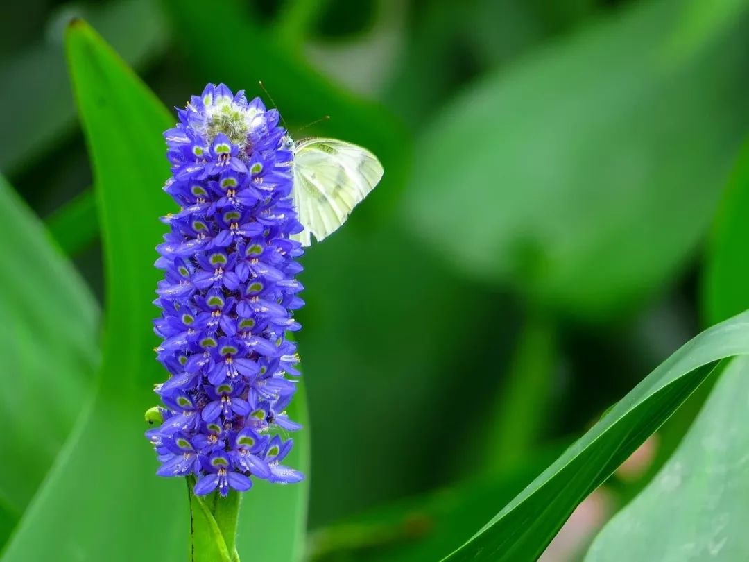 好种植的藤本植物,45种植物图片