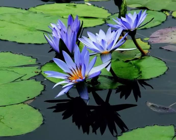 好种植的藤本植物,45种植物图片