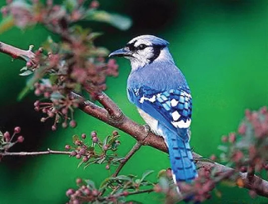 「昕薇FM」日本女人的“冻龄肌”竟然靠这几样奇葩小物？！