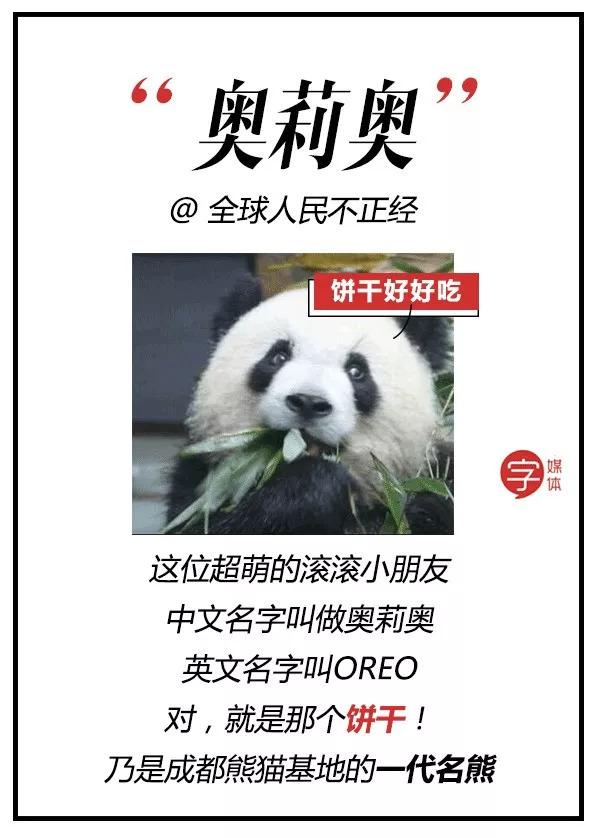 每一只可爱滚滚的背后,都有一群起名字不靠谱的人!