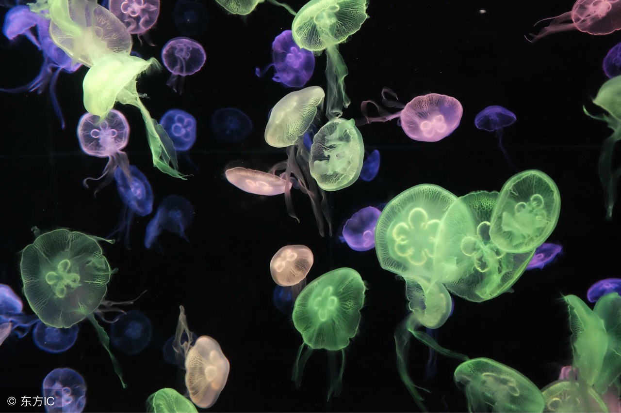 养羊技术分享羊支气管炎防治办法,养羊怎么防羊瘟