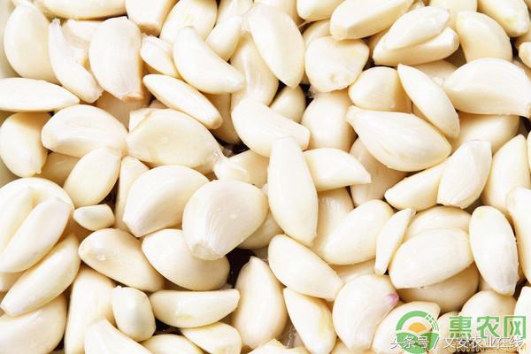 金乡国际大蒜贸易网上价格行情,今日莱芜大蒜最新价格行情