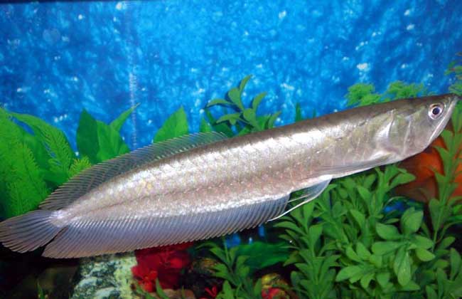 银龙鱼怎么养鳞片更有光泽,银龙鱼怎么养小视频