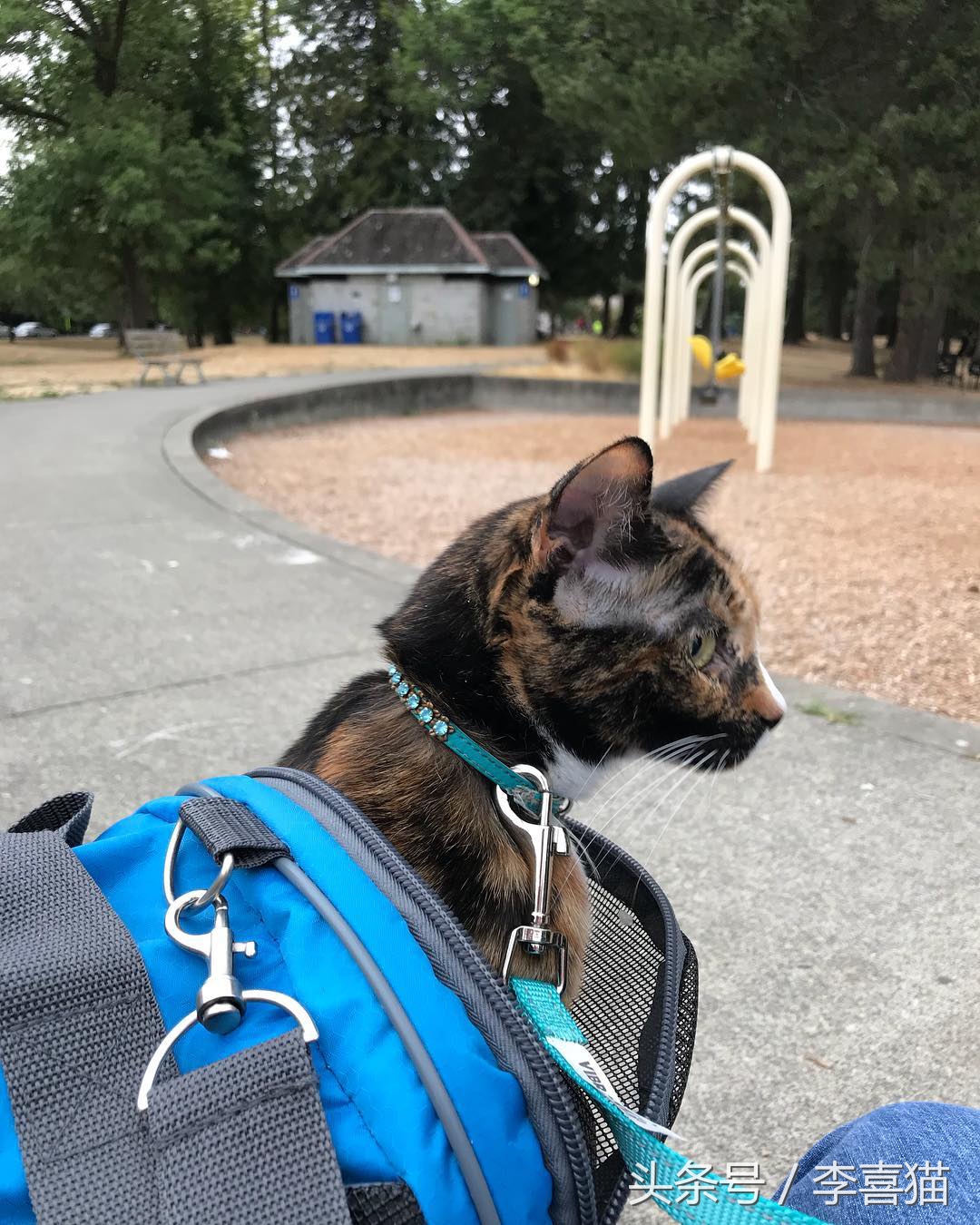 带猫咪出门循序渐进,带猫咪出门攻略