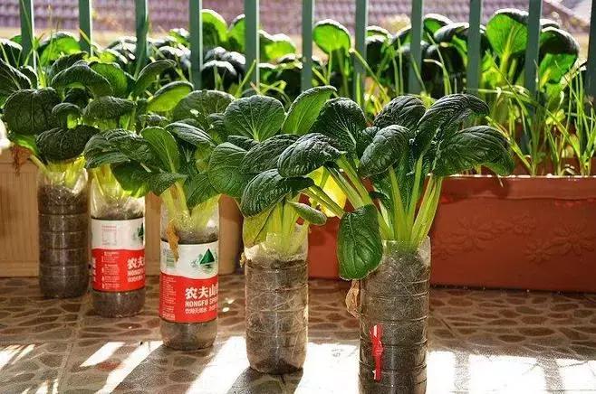 打造小菜园怎么种菜好看,自制阳台立体小菜园