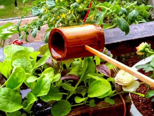 打造小菜园怎么种菜好看,自制阳台立体小菜园